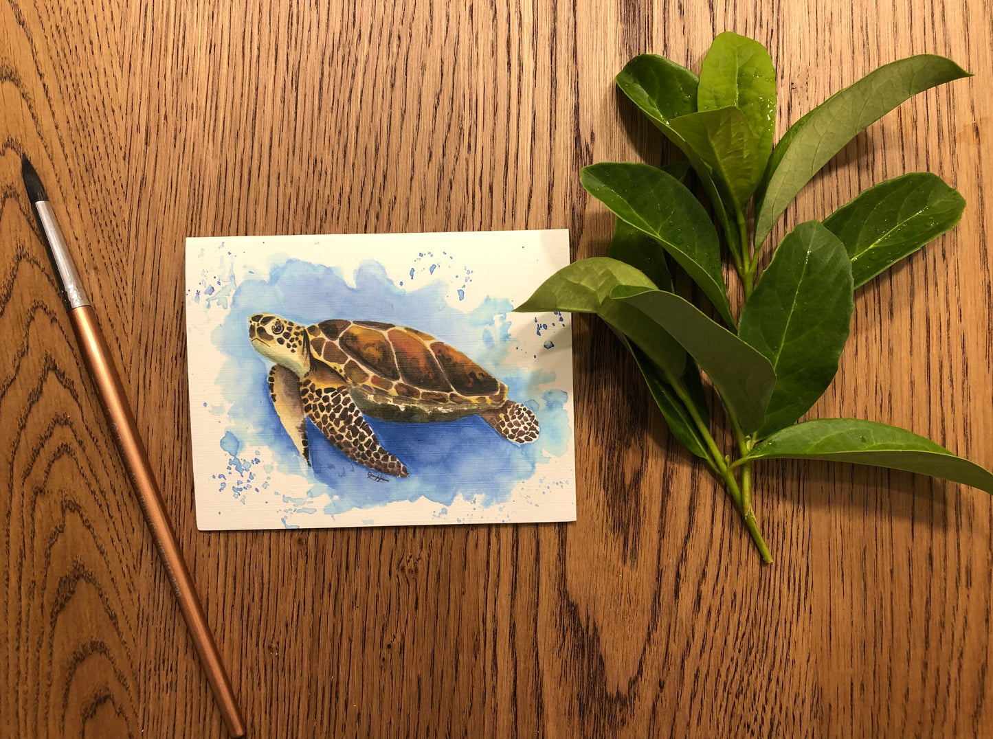 Sea Turtle - 5 pack